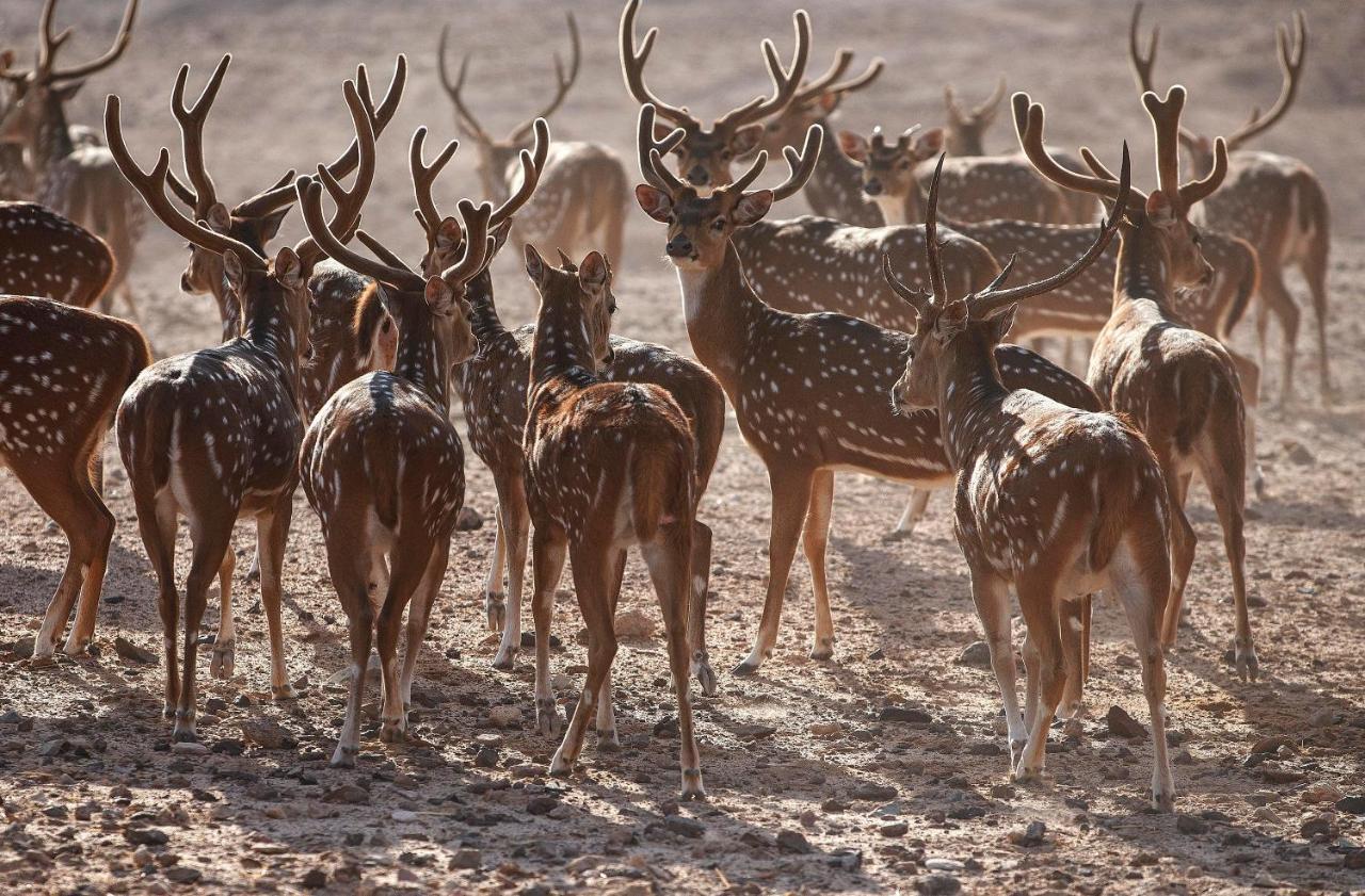 Anantara Sir Bani Yas Island Al Yamm Villa Resort Да'сах Экстерьер фото